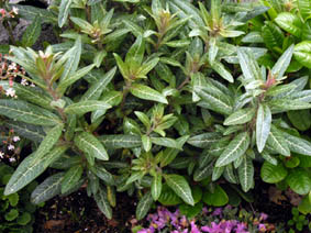 Lysimachia minoricensis